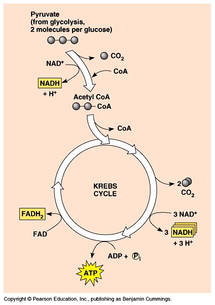 3B.)Describe the stages and the products of the Krebs cycle. Krebs Cycle: Citric Acid Cycle 1. 2C acetyl CoA attaches to 4C oxaloacetic acid to produce citric acid (6C-C 6 H 8 O 7 )- CoA released 2.
