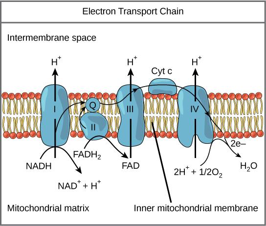 3C)Explain how high energy electrons are used by the electron transport chain. Electron Transport Chain (on cristae) animation 1. much energy in electrons held by 10 NADH 2 and 2 FADH 2 2.