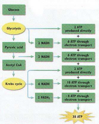 3D)How many molecules of ATP are produced in the entire breakdown of glucose? Where is the ENERGY made?