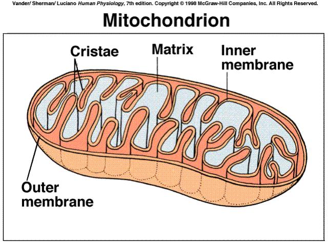 1E) Explain the structure and function of the mitochondrion parts.