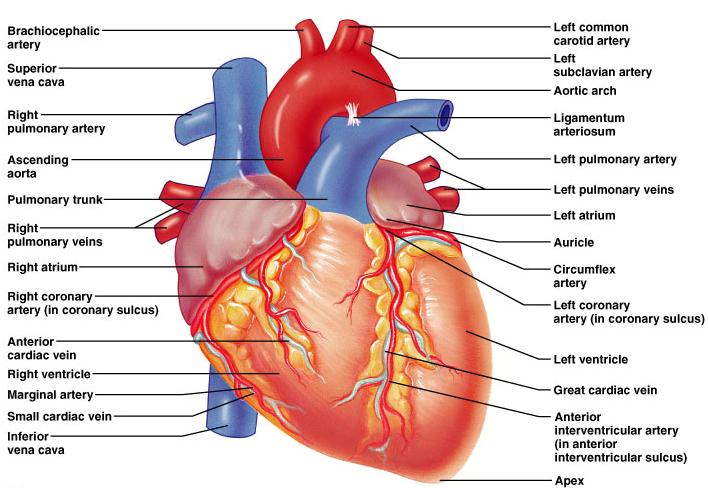 HUMAN HEART Learn the following structures on the heart models. The human heart has four chambers that consist of the right atrium, left atrium, right ventricle, and left ventricle.