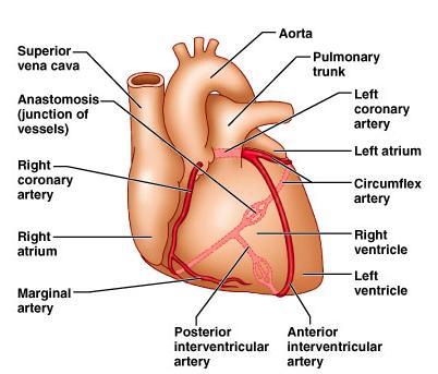 The heart is drained by the great cardiac vein, posterior cardiac vein, middle cardiac vein, and small cardiac vein.