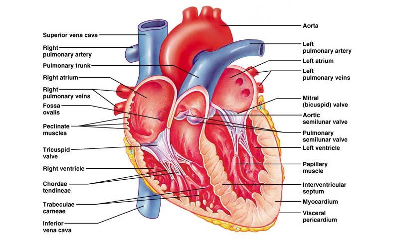 Internally the two atria are separated by the interatrial septum whose right wall indentation is the fossa ovalis. The interventricular septum separates the two ventricles.