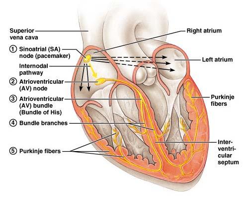 The heart s electrical excitation and synchronization of its chambers is achieved by the following structures.
