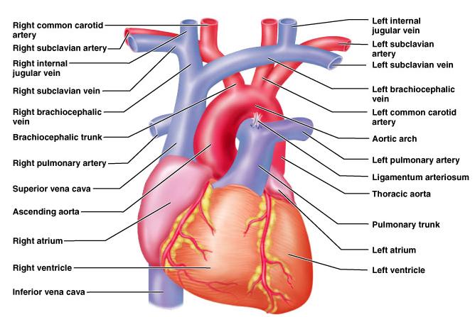 ARTERIES The major arteries of the systemic circuit start with the ascending aorta coming off the left ventricle. It then curves forming the aortic arch.