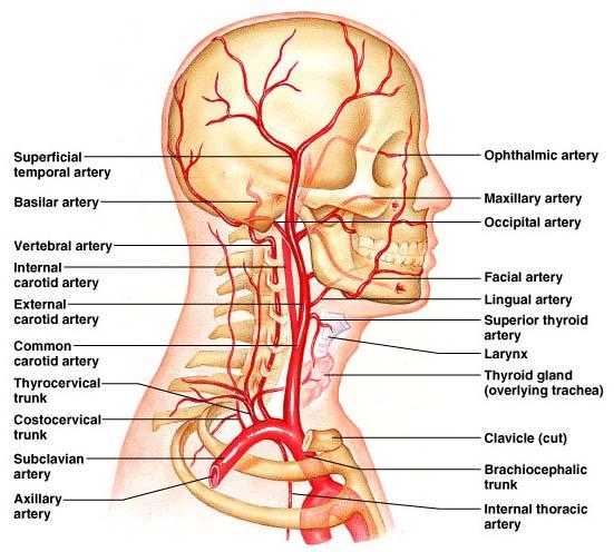 The next branch coming off the arch is the left common carotid and finally the left subclavian artery.