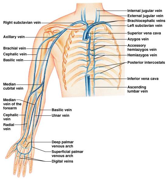 VEINS Systemic veins drain the same organs their namesake arteries feed. However, there are more veins draining the organs then arteries feeding them, especially in the appendages.