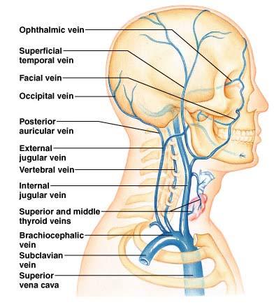 The external jugular vein from the head and neck joins the subclavian vein. The union of the subclavian vein and the internal jugular vein forms the brachiocephalic vein.