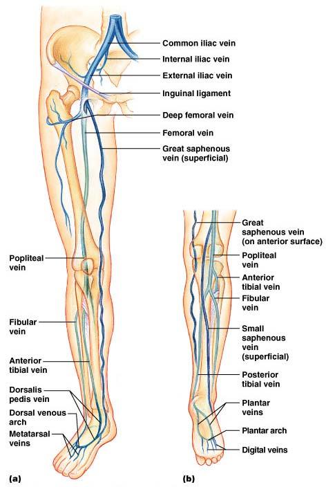The lower extremities collect blood from the posterior tibial vein, fibular (peroneal) vein, anterior tibial vein, lateral circumflex vein, deep femoral vein, and femoral vein.