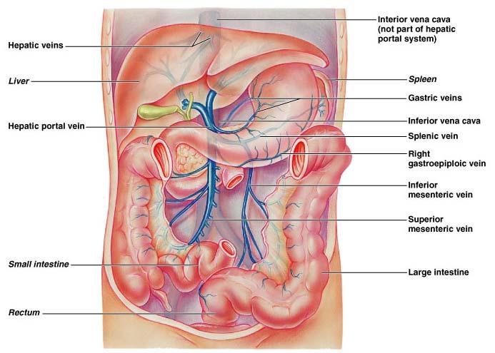 The femoral vein becomes the external iliac vein and is joined by the internal iliac vein to become the common iliac vein. The two common iliac veins form the inferior vena cava.