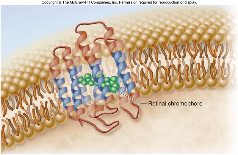 19 Membrane Proteins Extensive nonpolar regions within a
