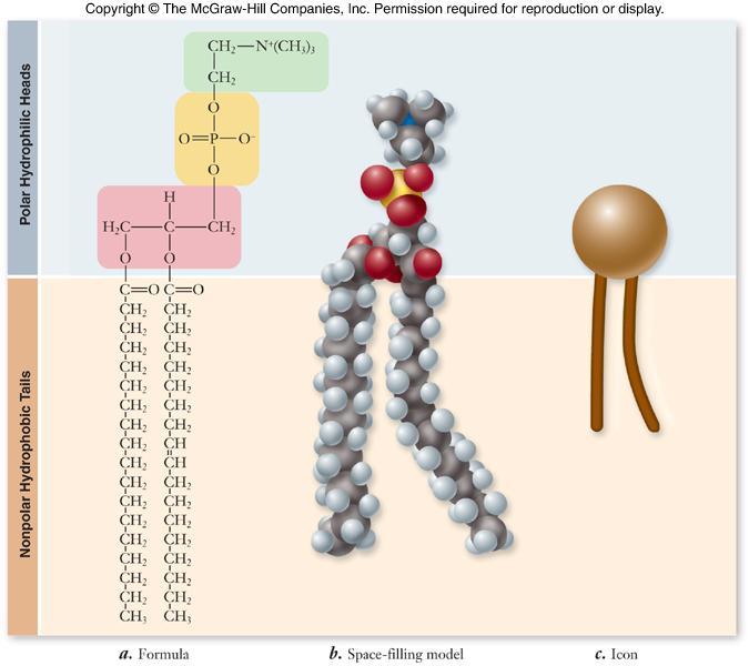 3 Membrane Structure Cellular membranes 4 components: 1. phospholipid bilayer 2.