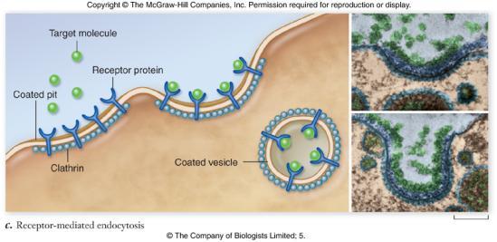 Bulk Transport Endocytosis occurs when plasma membrane