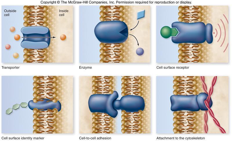 13 Membrane Proteins Peripheral membrane proteins -anchored to a phospholipid in one layer of membrane