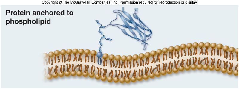 15 Membrane Proteins Integral membrane proteins -span lipid bilayer (transmembrane proteins) -nonpolar