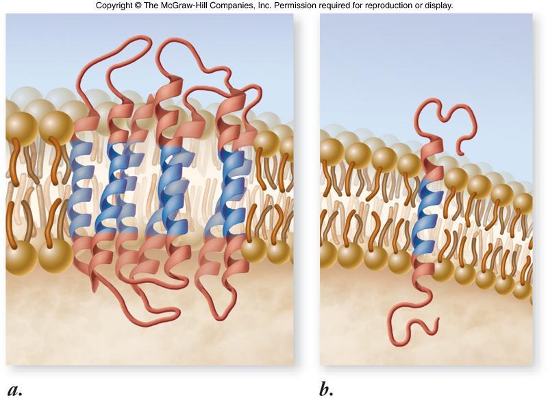 17 Membrane Proteins Integral proteins possess at least one transmembrane