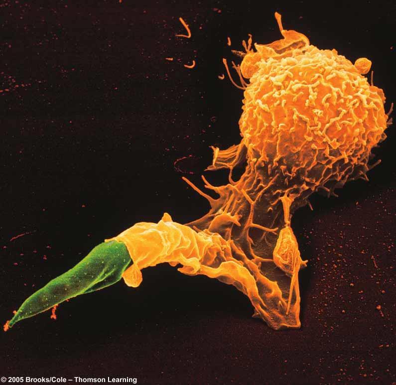 Macrophage engulfing Leishmania