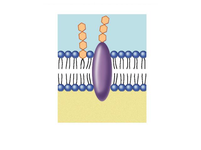 (antigens) integral proteins penetrate lipid bilayer, usually across whole trans protein ex: transport proteins