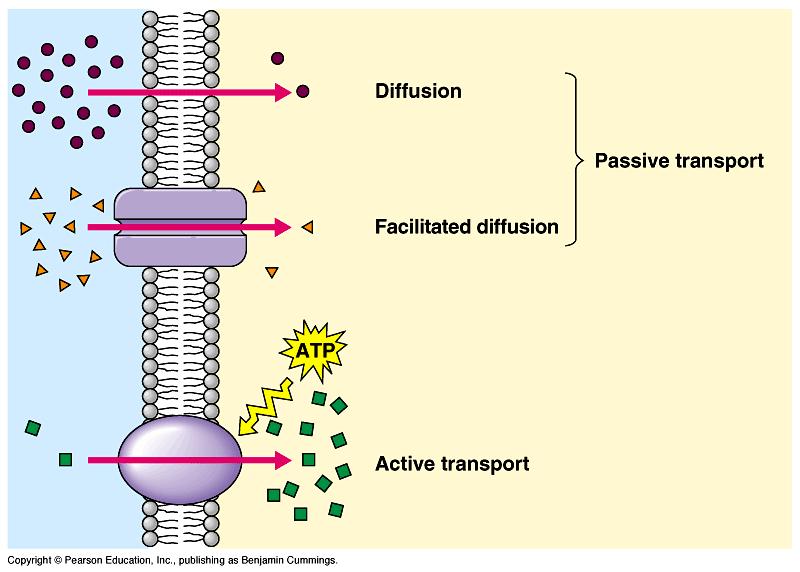 Transport summary simple diffusion facilitated diffusion How about large molecules?