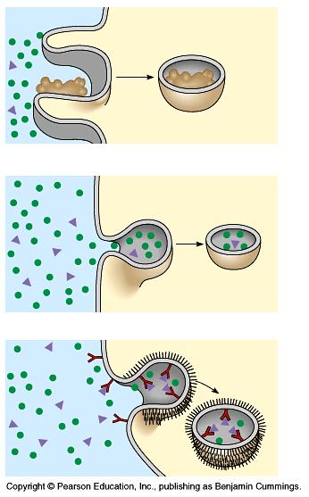 non-specific process Movement of water across the cell receptor-mediated endocytosis triggered