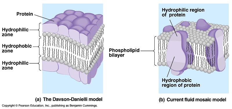 The Fluid Mosaic Model A sea of phospholipids with floating icebergs of protein Membrane composed of different components Asymmetrical b/c