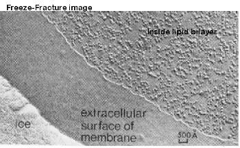 The Fluid Mosaic Model Freeze-Fracture Technique Membrane is a collage of proteins & other molecules embedded in the fluid matrix of the lipid bilayer Glycoprotein Extracellular