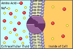 Facilitated Diffusion Diffusion through protein channels channels move specific molecules across cell facilitated = with help no energy needed open channel = fast transport high