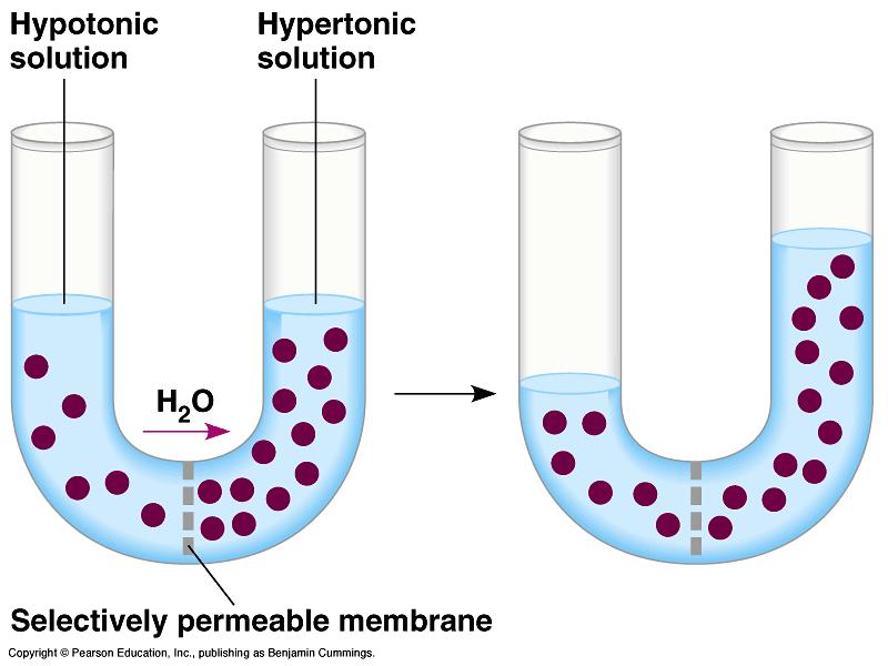 concentration of water across a semi-permeable Concentration of water Direction of osmosis is determined by comparing total solute concentrations Hypertonic - more solute, less water Hypotonic - less