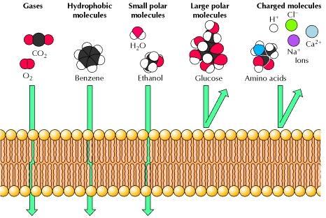 DIFFUSION ACROSS THE CELL MEMBRANE The cell membrane allows some molecules to pass through freely.