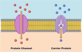 FACILITATED DIFFUSION-PASSIVE TRANSPORT Some molecules are too large or are not soluble in lipids and cannot diffuse freely