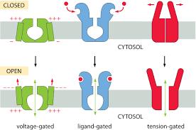 ION CHANNELS-PASSIVE TRANSPORT Ion channels are type of proteins that allow specific ions into or out of the cell. Each ion channel is specific a particular ion.