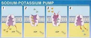 SODIUM POTASSIUM PUMP-ACTIVE TRANSPORT A type of cell membrane pump that transport Na+ and K+ ion up (low to high) their concentration gradients.