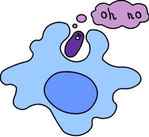One example of Endocytosis is: 1.