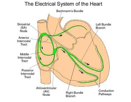 12-Lead ECG One of oldest tools and still vital tool to evaluate the heart Evaluates the electrical activity of the heart Also can reflect the