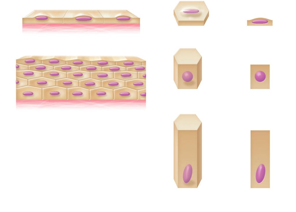 and 25) Epithelial Tissue Covers a body surface or lines a body cavity Forms parts of most glands Functions of epithelia Protection Diffusion Absorption, secretion, and ion transport Filtration Forms