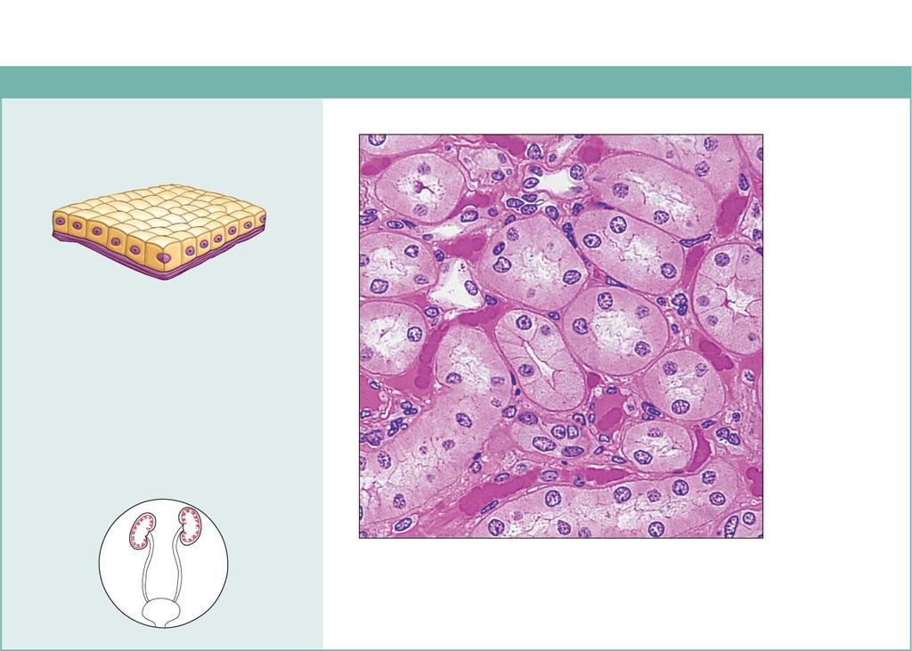 Simple Squamous Epithelium Simple Cuboidal Epithelium (a) Simple squamous epithelium (b) Simple cuboidal epithelium Description: Single layer of flattened cells with disc-shaped central nuclei and