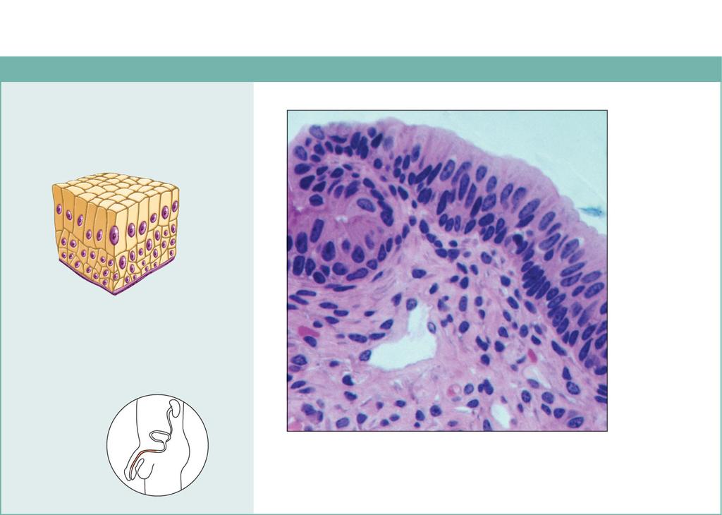 Function: Protection Cuboidal cells Location: Largest ducts of sweat glands, mammary glands, and salivary glands. Duct lumen Function: Protection; secretion.