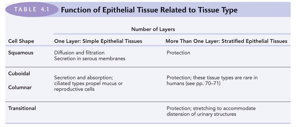 3g Transitional Epithelium (a type of stratified [layed] epithelium) (h) Transitional epithelium Description: Resembles both stratified squamous and stratified cuboidal; basal cells cuboidal or