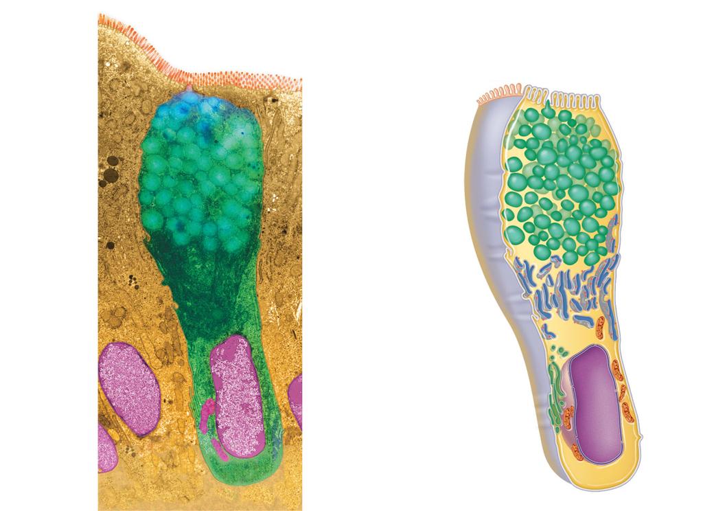 Goblet Cells unicellular exocrine gland Types of Multicellular Exocrine Glands Microvilli Secretory vesicles containing mucin Rough ER Golgi apparatus Nucleus (a) (b) Figure 4.