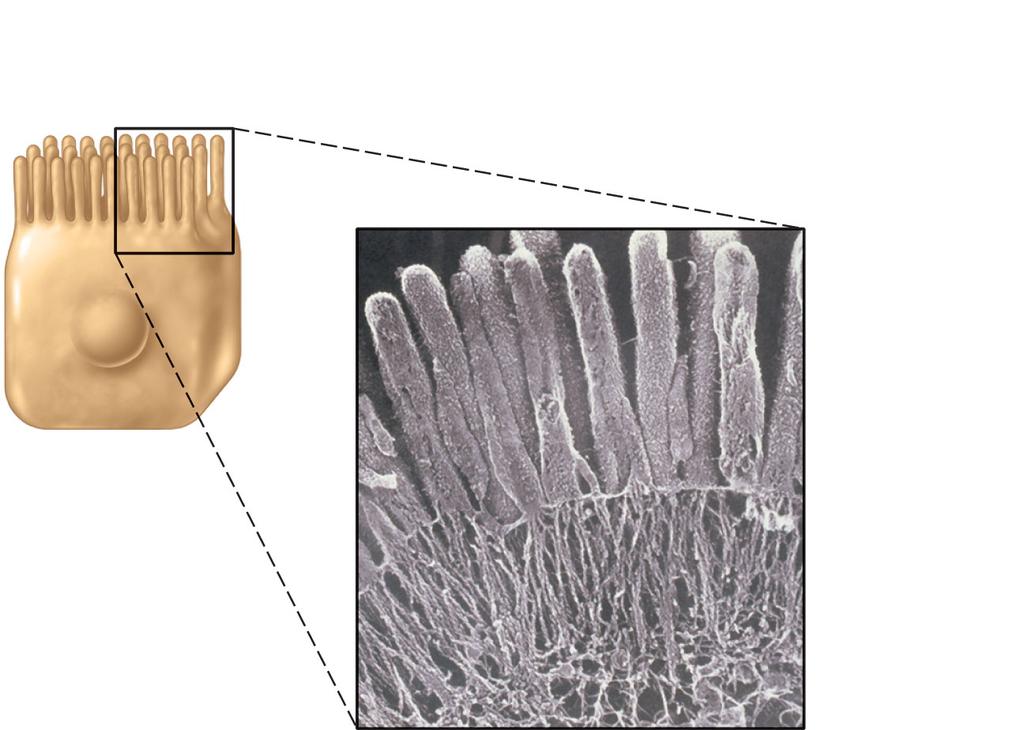 Epithelial Surface Features Apical surface features Microvilli fingerlike extensions of plasma Abundant in ET of small intestine and kidney Maximize surface area across which small molecules enter or