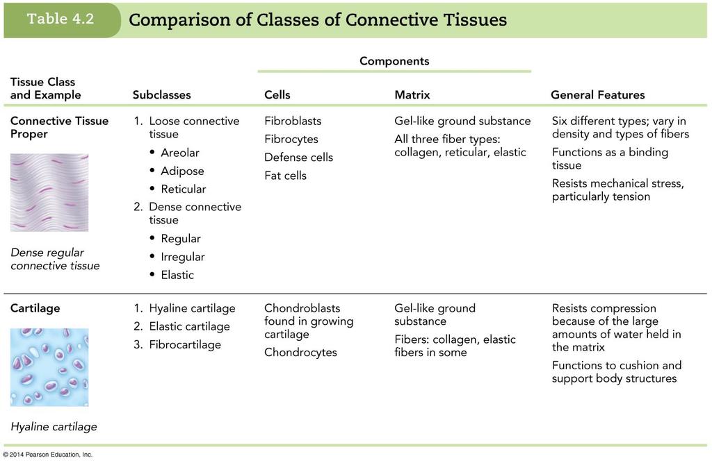 Connective Tissue Extracellular matrix is composed of fibers and ground substance Fibers function in support and have unique properties Types: Collagen fibers strongest; resist tension Reticular