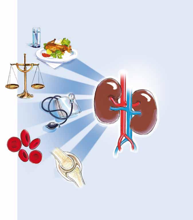 About the kidneys What do healthy kidneys do? Your two kidneys work more than you realise. The kidneys remove excess body water and waste products 24 hours a day.