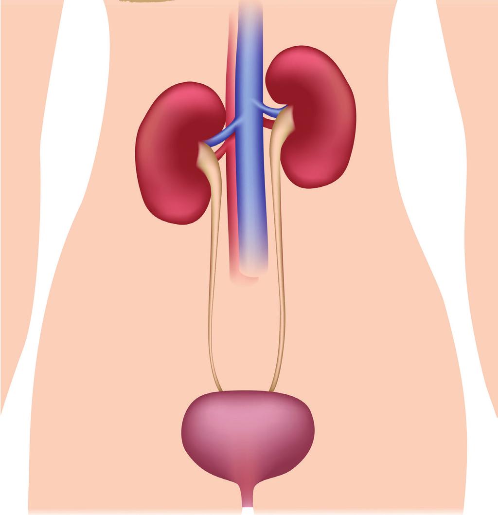 What Kidneys Do The kidneys are a pair of bean shaped organs located below your ribcage near the middle of your back.