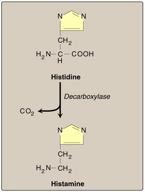 Reaction: Formation of Histamine decrease B6 may lead to depression