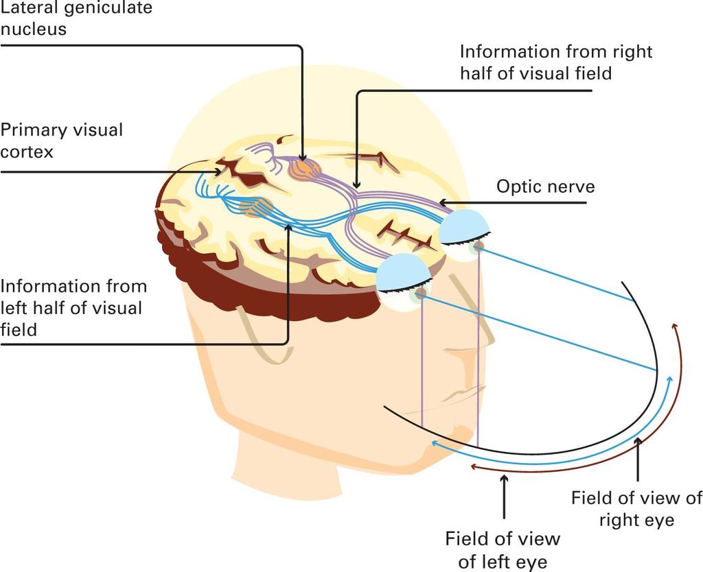 Primary visual pathway Contralateral organization (relative to visual field)