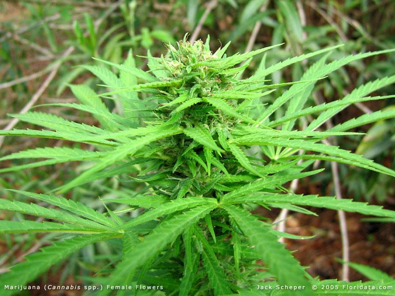 Cannabis Plant-derived cannabinoids 9 -tetrahydrocannabinol - THC 8 -tetrahydrocannabinol - THC Cannabidiol CBD Cannabinol - CBN Cannabigerol - CBG