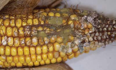 S C I E N T I F I C S T A T U S S U M M A R Y Aspergillus growing on corn, causing ear rot. Photo courtesy of Alison Robertson, Dept.