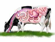 Tackling acidosis and the dangers of SARA ARA Acute ruminal acidosis occurs when the rumen ph drops to a very low level (less than 5.