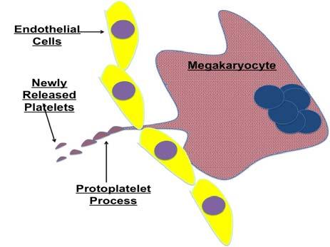 by IL-6 and IL-11 The megakaryocyte forms a protoplatelet process that pieces between lining
