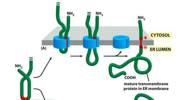 Biosynthesis of single-pass transmembrane proteins (ii) normal